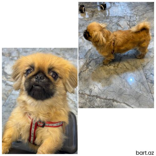 Pekines