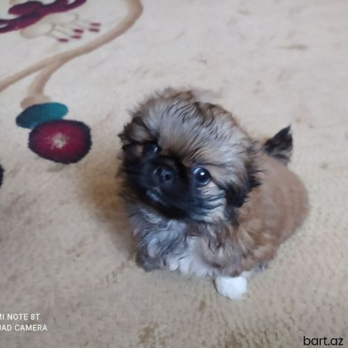 Pekines təmiz gan 2aylıg erkək