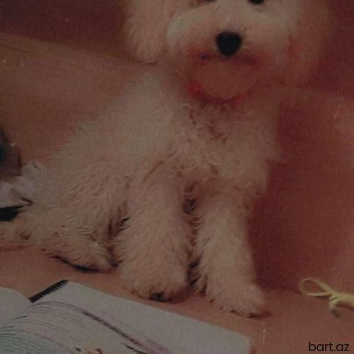 Poodle karlik