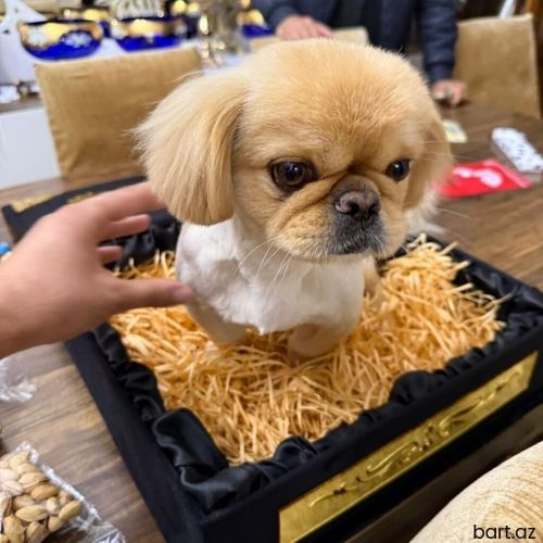 Pekines, 2 ay, Erkek