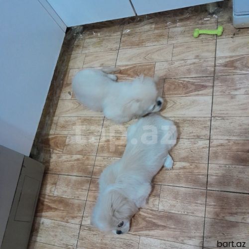 Karalevski Pekines