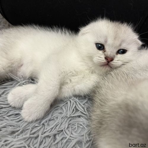 Scottish fold mavi gözlü bala, dişi