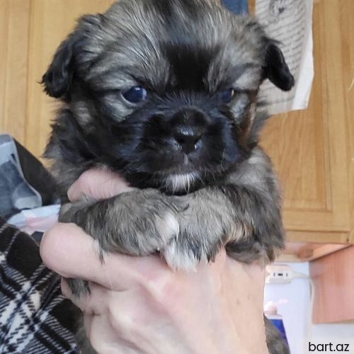 Pekines balaları 