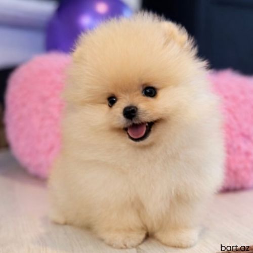 Pomerian Spitz balasi 