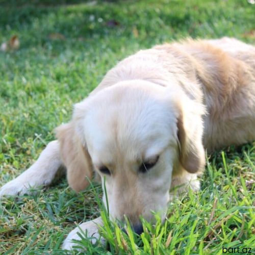 Retriever, 6 ay