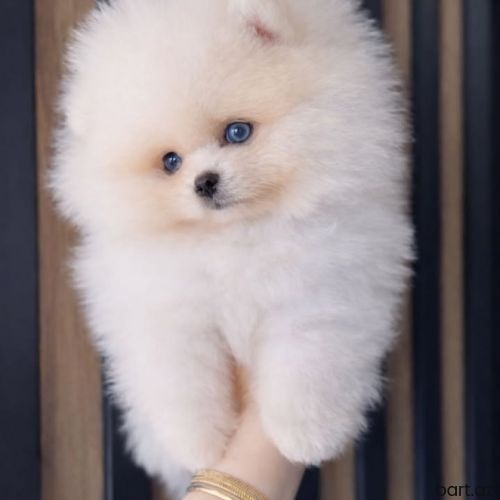 Pomerian spitz 