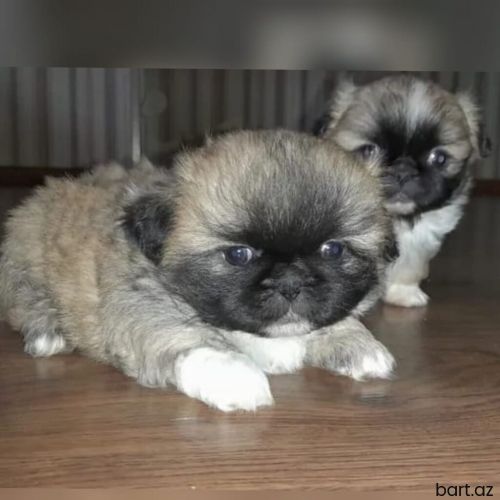 Karlik pekines erkek ve dişi balalar