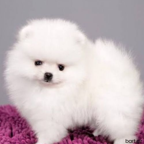 Pomerian spitz 