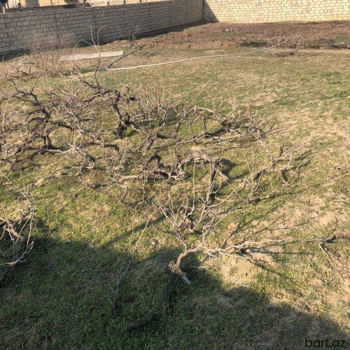 NAzdı xanım