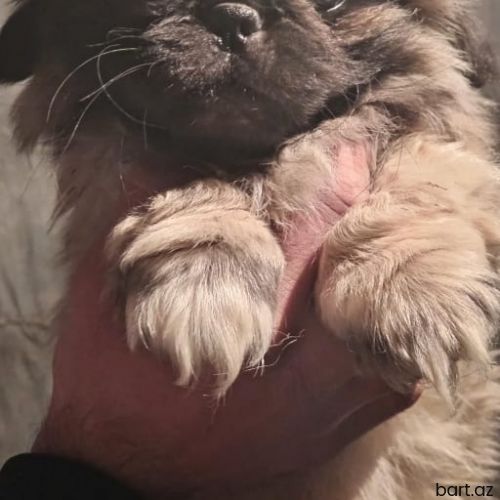 Pekines