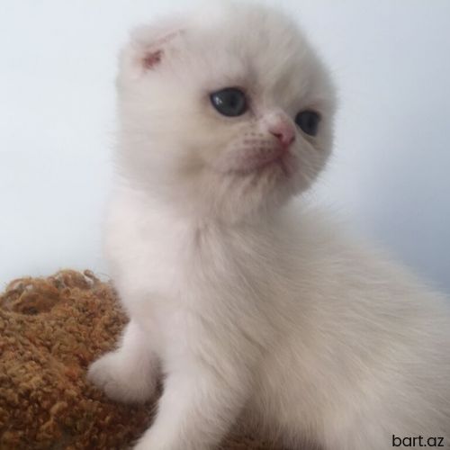 British shinshilla giz