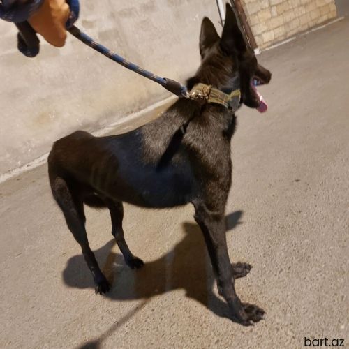 Zil qara belcika afcarkasi