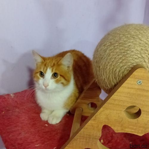 Pişik etibarlı əllərə verirəm
