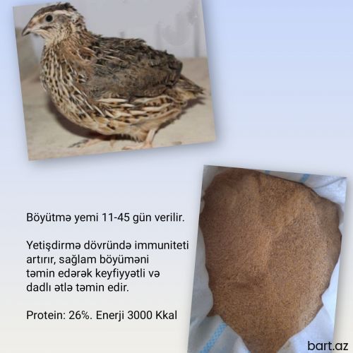 Bildirçin Böyütmə yemi