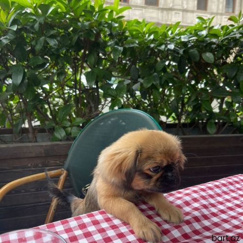 Dişi pekines