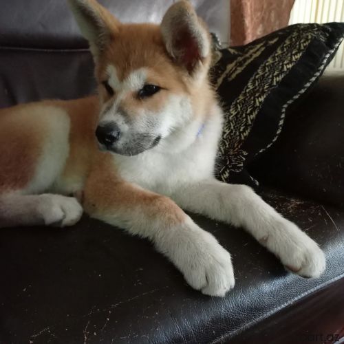 Akita -inu parodali it balasi 3 ayliq erkekr