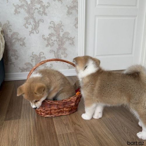 Akita Inu balalari satilir