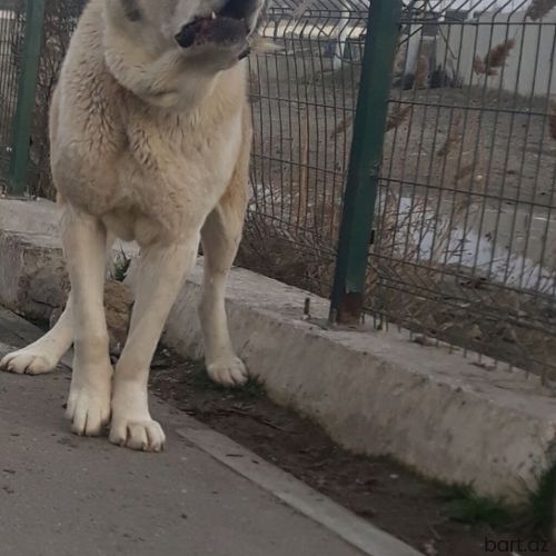 Iki yaş yarim erkey alabay satilir