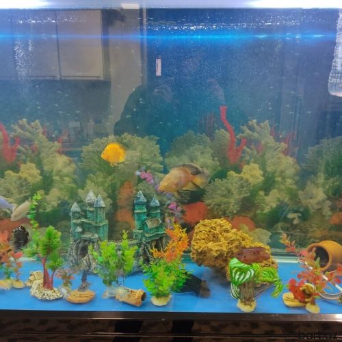 Zavod akvarium satılır