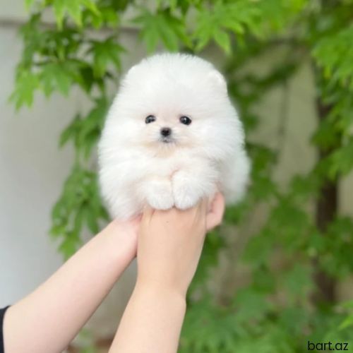 Pomerian Spitz balasi 