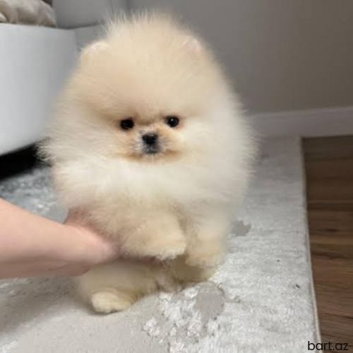 Pomerian Spitz balasi 