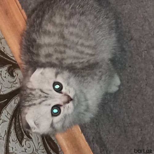 şotland pişik 