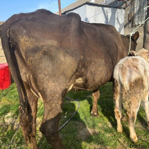 3 cü qarina şarol balalı inek. 15-16 litr süd veir