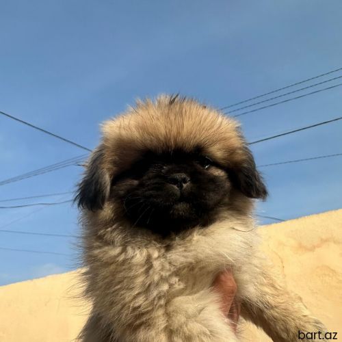 Mini karlik Pikinez