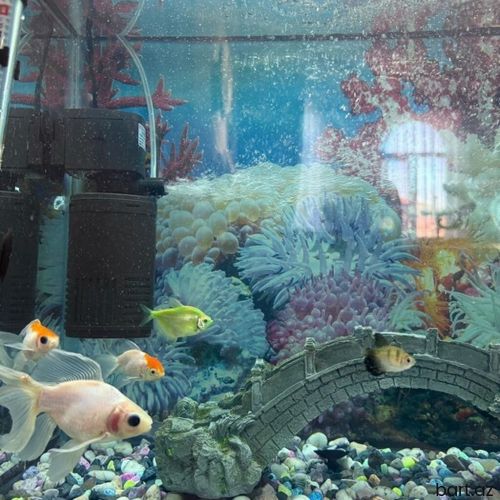 Akvarium 6 ədəd balıq ilə birlikdə satilir.