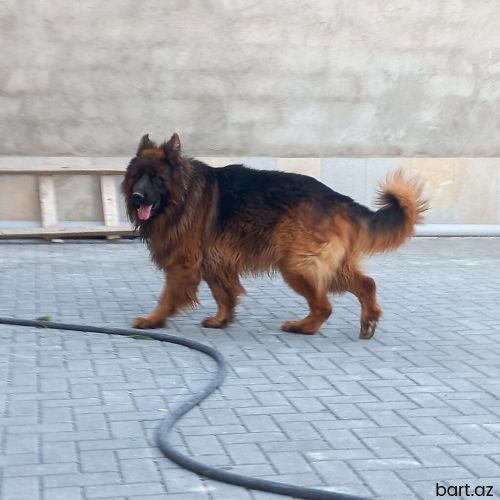 Alman çoban iti