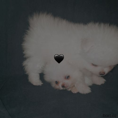 Pomeryan şpits mini 