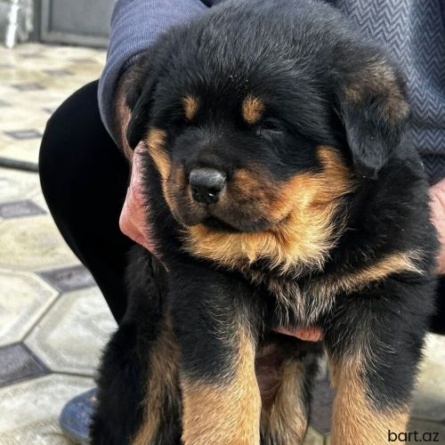 Rotveyler, 1 ay, Erkek