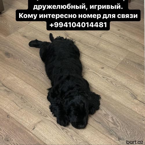 Koker spaniel