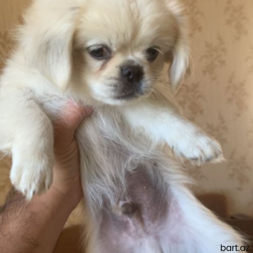 Pekines balaları 2 aylıq 