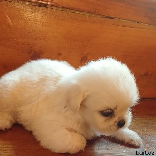 Pekines, 1 ay, Dişi