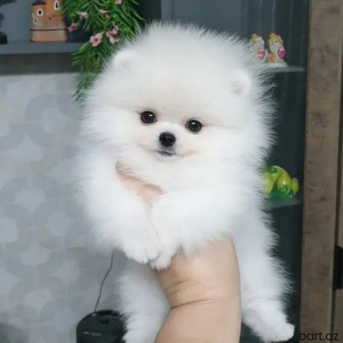 Pomerian Spitz balasi 