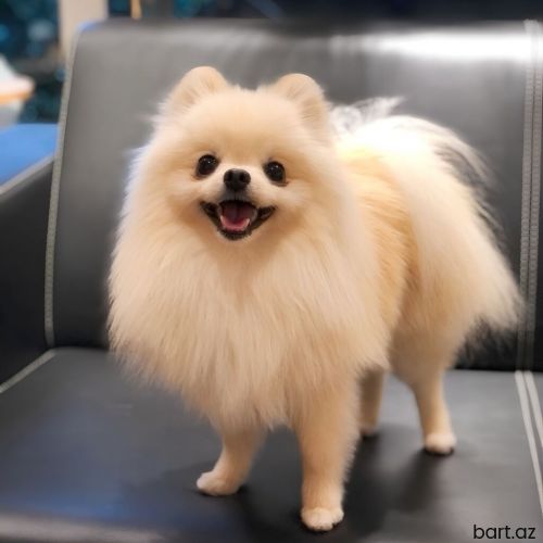 Pomerian şpits 