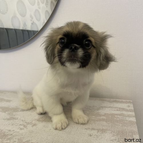Pekines, 3 ay, Dişi