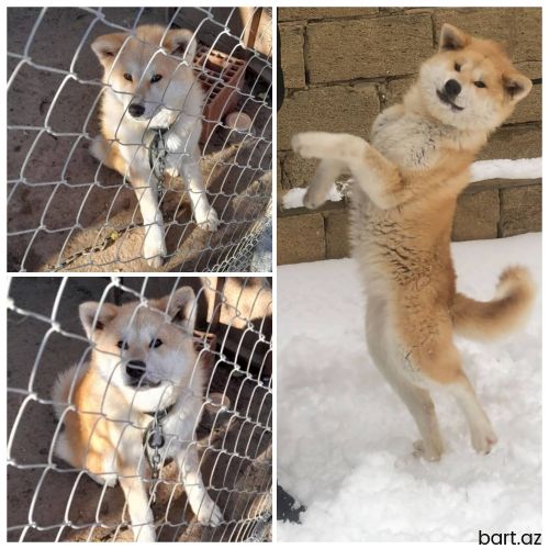 Akita inu
