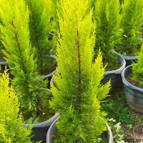 Limonni yolka ağacı sifariş edə bilərsiniz