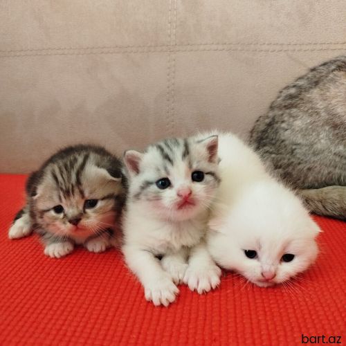 Tam sağlam Şotland balalar.