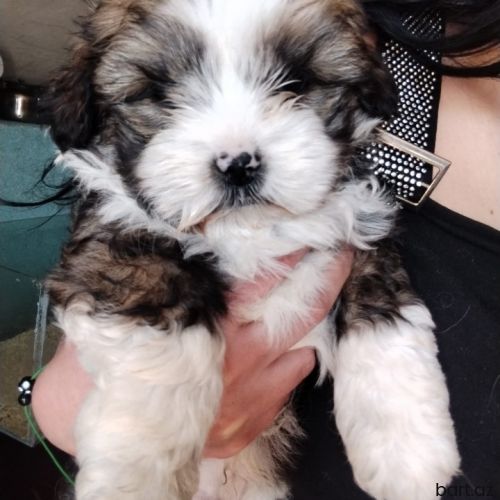 Shih tzy