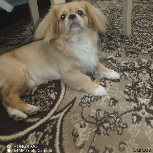 Pekines, 1 ay, Erkek