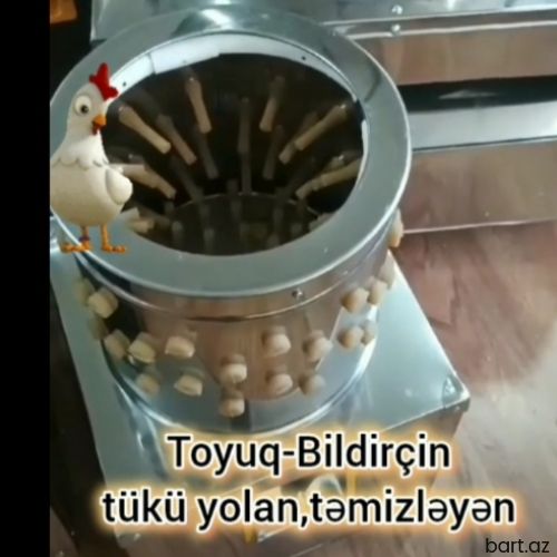 TOYUQ. BİLDİRÇİN tükü təmizləyən