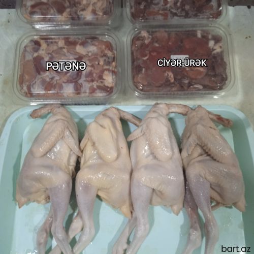 Çolpa Əti. Kampaniya