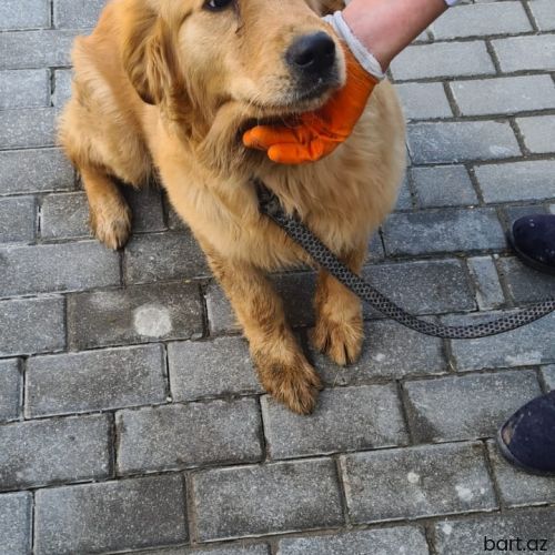 Golden retriever  