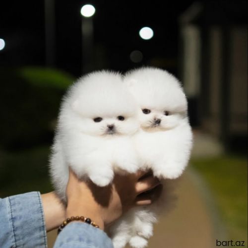 Pomerian spitz 