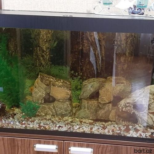 Аkvarium içindəki əşyalarla birlikdə satılır. 
