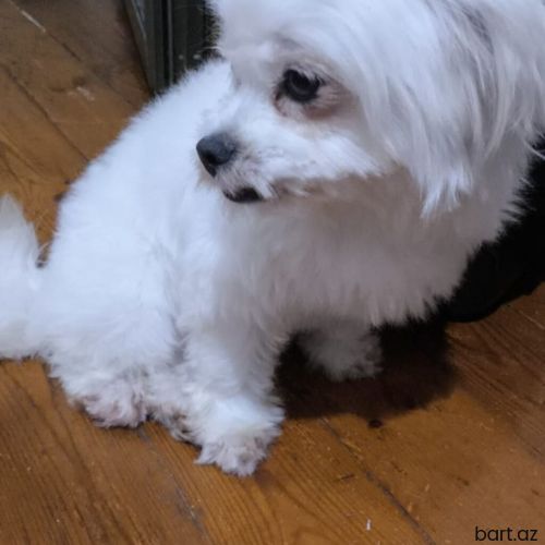 Pekines, 8 ay, Dişi