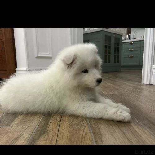 Samoyed 2 ayli̇q erkey